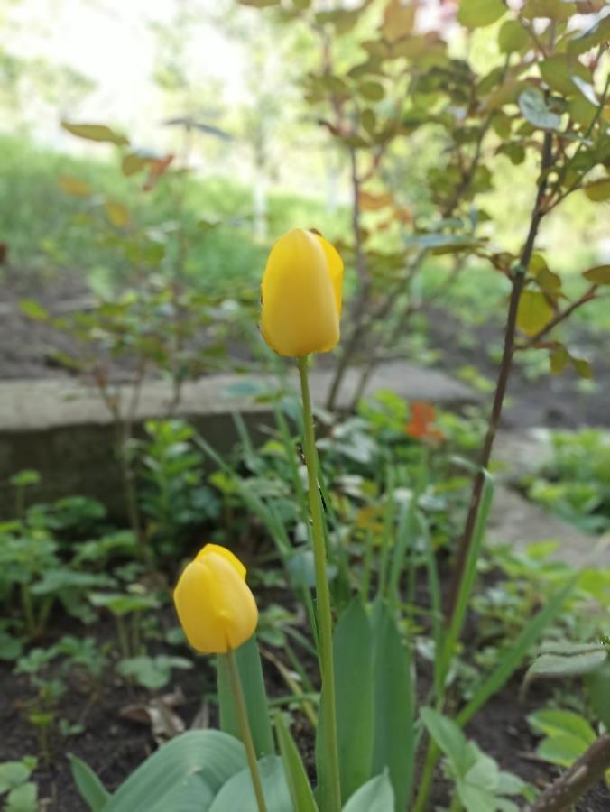 Green Garden Ijevan Dış mekan fotoğraf